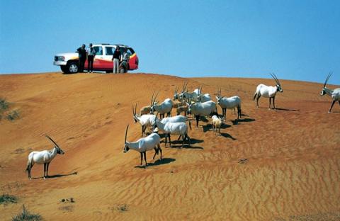 الأنشطة التي يمكن القيام بها في صحراء دبي