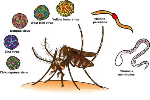 الامراض التي تنتقل من البعوض
