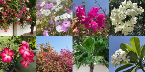 النباتات المعمرة في الإمارات L أهمية النباتات