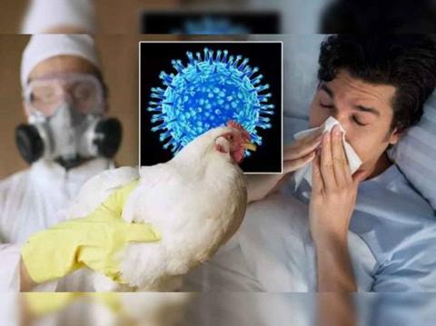 انفلونزا الطيور L ما هي اعراض انفلونزا الطيور