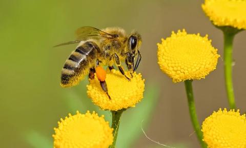 كيف تؤثر المبيدات الحشرية على عسل النحل | نحل